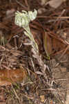 Bighead pygmycudweed